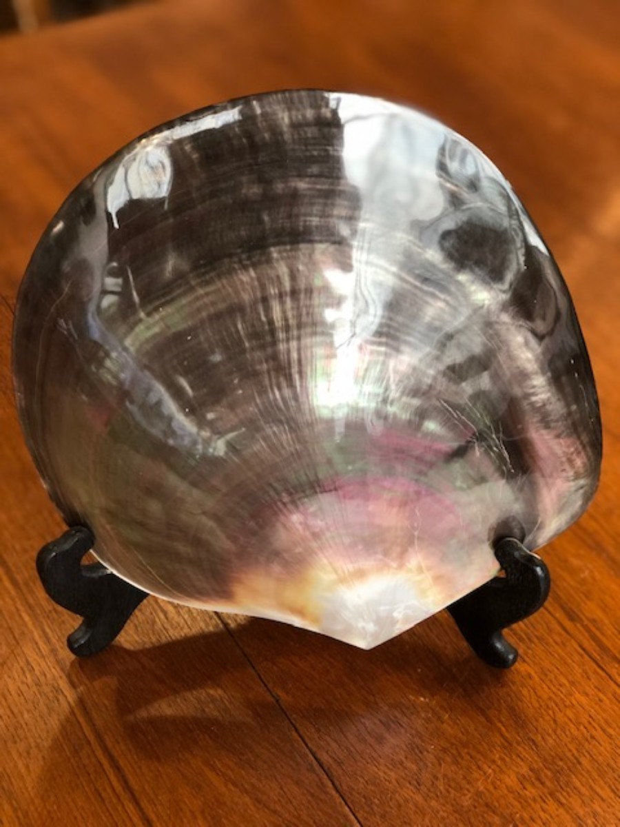 Coquillage huitre perlière de Tahiti