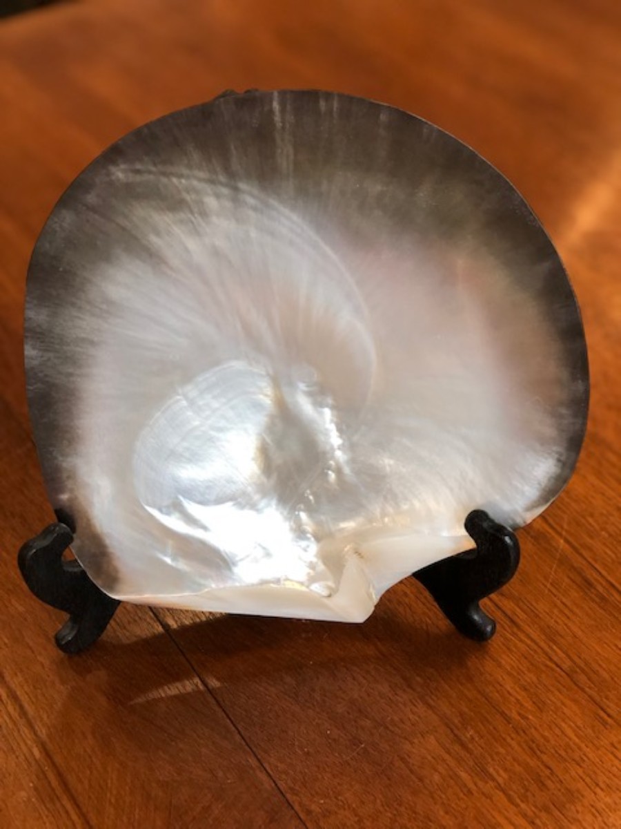 Coquillage huitre perlière de Tahiti